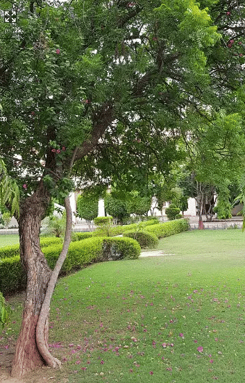 Apeejay Stya University Gurgaon Campus photo 8